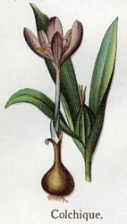 Venenøse botaniske planter: colchial. Indgravering i ""Den naturlige medicin"", af Friedrich Eduard Bilz (1842-1922)