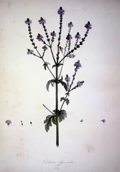 Verbena officinalis (Verbena officinale). 1800-tallets herbarium.