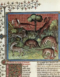 Vi motto ulven og hele dens natur. Miniature fra Gaston Phoebus (1331-1391) af Gaston III Comte De Foix