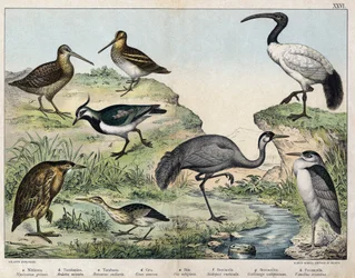 a: Nathejre (Nycticorax griseus), b: Dværghejre (Ardetta minuta), c: Rørdrum (Botaurus stellaris), d: Trane (Grus cinerea), e: Hellig ibis (Ibis religiosa), f: Skovsneppe (Scolopax rusticula), g: Dobbeltbekkasin (Gallinago), h: Vibe (Vanel).