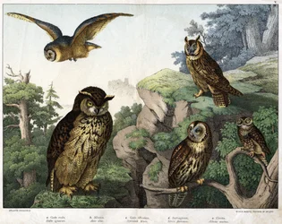 a: Guldugle (Bubo cowardus), b: Hulotte (katte-huant) (Asio-skal), c: Vildugle (Syrnium aluco), d: Ugle (Strix flammea), e: Ugle (Atheneugle) - i "Natural" Fuglenes historie”, red. Hoepli, Milano