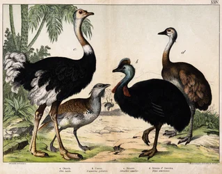 a: Grance bustard (Late Otis), b: Cassoar (Casarius galeatus), c: Afrikansk struds (Struthio camelus), d: Nandon (American Rhea) -I "" Natural History of Oideals", red. Hoepli, Milano
