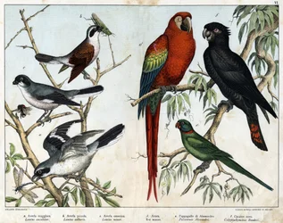 a: Grågræsk (Lanius excubitor), b: Nordgræsk (Lanius collurio), c: Rosabrystet græsk (Lanius linor), d: Rød edderkop (Macao-edderkop), e: Alexandrian Papegøje (Palaeornis Alexandria), f: Banksian Kakatoer (Calyptorynchus banksii) - i "Natural History of