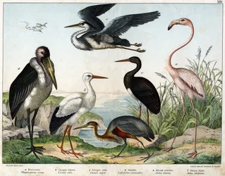 a: Phenicopterer eller Flamingo (Phoenicopterus roseus), b: Hvid stork (Ciconia alba), c: Sort stork (Ciconia migra), d: Marabout (Leptoptilus crumenifer), e: Hvid hejre (Ardea cinerea), f: Rød hejre ( Ardea purpurea) - i "Fuglenes naturhistorie" "", red.