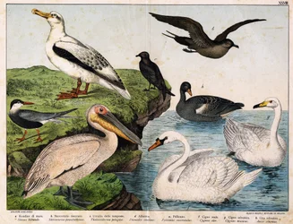 a: Havsvale (Sterna hirundo), b: Mellem stercorary (Stercorarius pomatorhinus), c: Stormfugl (Thalassidroma pelagica), d: Albatros (Diomedea exulans), e: Pelikan (Pelecanus onocratalus), f: Kongesvane (Cygnus olor) ). ), g: Vild svane (Cygnus musicus), h: 
