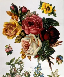 En buket roser. 1800-tallets kromolitografi.