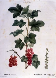 En stikkelsbær: botanisk tavle fra det 19. århundrede.