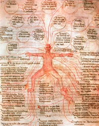 Anatomisk diagram, der illustrerer blodcirkulationen Miniature fra manuskriptet "" De surgia""" Venedig Biblioteca Marciana fra det 13. århundrede