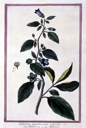 Belladonna, blomster og bær. Giftig plante brugt i medicin. Gravering efter et herbarium fra det 19. århundrede.