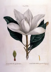 Botanisk tavle: Magnolia.
