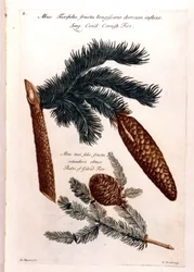 Botanisk tavle: en fyrrekogle og en gren. 1700-tallet.
