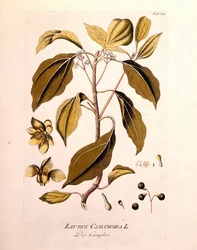 Botanisk tavle: kamfer (Laurus Camphora). Indgravering i "" da Icons Plantarum medicinalium"" af Joseph Jacob von Plenck, østrigsk læge og botaniker (1738-1807), Wien 1791.