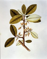 Botanisk tavle, der viser kokaplanten (Erytroxilum Havanense) fra Nicolas Joseph Jacquins urte "History of Selected American Breeds". sd begyndelsen af ​​det 18. århundrede.