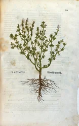Botanisk plade: Timian (Thymus) Herbarium af Lheonard Fuchs, "History of Stirpium", Bale