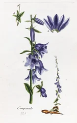 Campanula (ferskenbladet klokkeblomst)