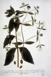 Kaffefrøplante i et herbarium fra det 19. århundrede.
