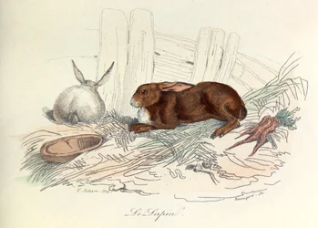 "Completes de Buffon" med Linneenes nomenklatur og Cuviers klassifikation: Dyrene: Le rabbit (gravering)