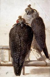Et par høge. 1700-tals tegning.