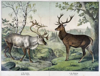 Hjorte - i "Natural History of Pattedyr", red. Schreiber