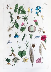 Elementær tabel over figurer og deres navne i Flora Parisiensis