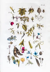 Elementær tabel over figurer og deres navne i Flora Parisiensis