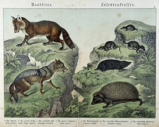 Ræv, sølvræv, spidsmus, muldvarp og pindsvin - i "" Naturhistorier om pattedyr", red. Schreiber