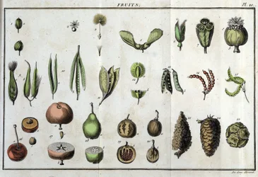 Frugter: i "" Flora Françoise, eller en kort beskrivelse af alle de planter, der vokser naturligt i Frankrig, arrangeret efter en ny analysemetode, hvortil citatet af deres mindst tvetydige dyder inden for medicin og deres anvendelighed i kunsten" af