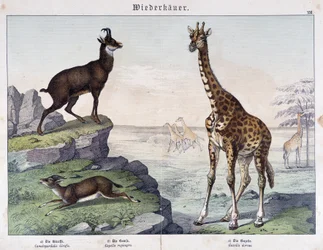 Giraf, gemser og gazelle - i "" Histoires naturelle des mammals"", red. Schreiber