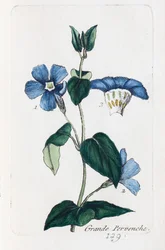 Stor periwinkle