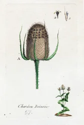 Hosier-tidsel