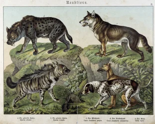Hyæner og hunde. i "" Natural historier of pattedyr", red. Schreiber