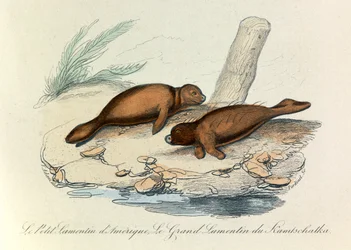Illustration fra bogen "Buffons samlede værker": Les Quadrupedes (kobberstik)