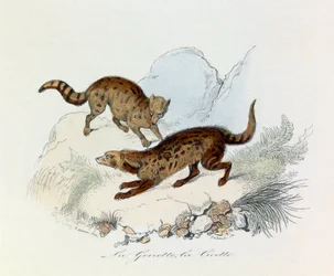 Illustration fra bogen "Buffons samlede værker": Les Quadrupedes: La genette et la civette (kobberstik)
