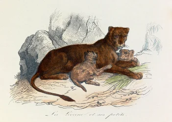 Illustration fra bogen "Buffons samlede værker": Les Quadrupedes: La lionne et ses petits (kobberstik)