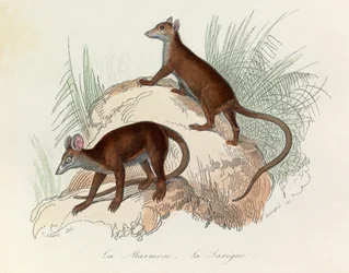 Illustration fra bogen "Buffons samlede værker": Les Quadrupedes: La marmot et la sarigue (kobberstik)