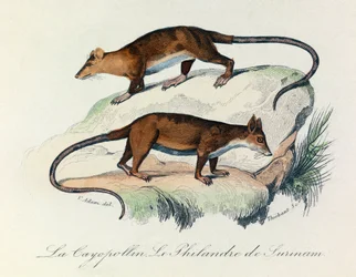 Illustration fra bogen "Buffons samlede værker": Les Quadrupedes: Le cayopollin et la philandre de Surinam (kobberstik)