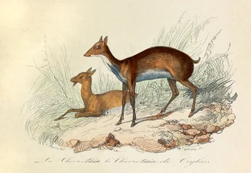 Illustration fra bogen "Buffons samlede værker": Les Quadrupedes: Le chevrotain et le chevritain de Ceylon (kobberstik)