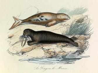 Illustration fra bogen "Buffons samlede værker": Les Quadrupedes: Le dugon et le walrus (gravering)