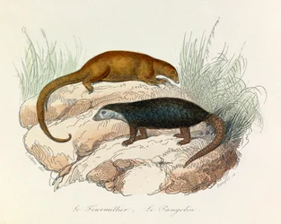 Illustration fra bogen "Buffons samlede værker": Les Quadrupedes: Le fourmillier et le pangolin (kobberstik)
