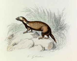 Illustration fra bogen "Buffons samlede værker": Les Quadrupedes: Le glouton (gravering)