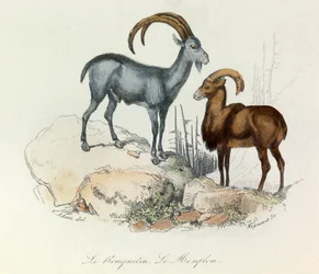 Illustration fra bogen "Buffons samlede værker": Les Quadrupedes: Le ibex et le mouflon (kobberstik)