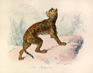Illustration fra bogen "Buffons samlede værker": Les Quadrupedes: Le jaguar (gravering)
