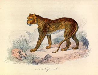 Illustration fra bogen "Buffons samlede værker": Les Quadrupedes: Le leopard (kobberstik)