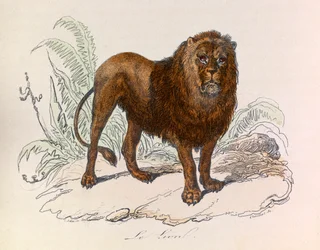 Illustration fra bogen "Buffons samlede værker": Les Quadrupedes: Le lion (gravering)