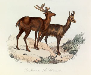 Illustration fra bogen "Buffons samlede værker": Les Quadrupedes: Le reinne et la chamois (gravering)