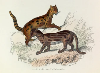Illustration fra bogen "Buffons samlede værker": Les Quadrupedes: Le serval et l