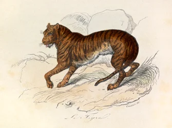 Illustration fra bogen "Buffons samlede værker": Les Quadrupedes: Le tigre (gravering)