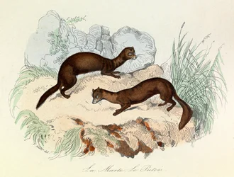 Illustration fra bogen "Buffons samlede værker": Les animaux: La marte et le fertois (kobberstik)