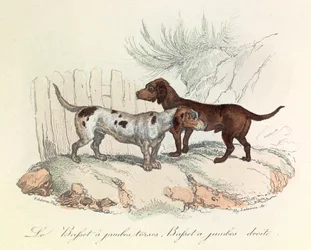 Illustration fra bogen "Buffons samlede værker": Les animaux: Le basset a torso legs et le basset a straight legs (kobberstik)