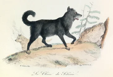 Illustration fra bogen "Buffons samlede værker": Les animaux: Le chien de Siberie (kobberstik)